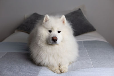 Stunning samoyed dog lying down on bed looking up with friendly expression