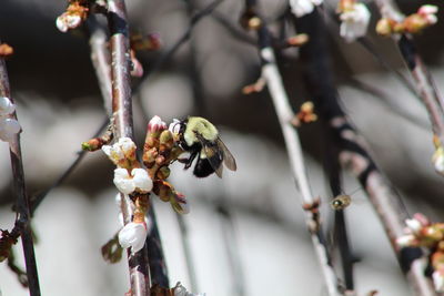 Close-up of bumblebee on white buds