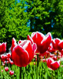 Close-up of red tulips