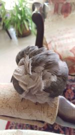 Close-up of pigeon perching on wood