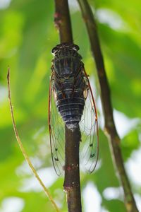 Close-up of dragonfly on plant