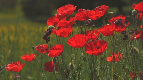 Close-up of red poppy flowers blooming outdoors