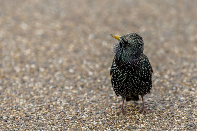 Close-up of bird perching on field