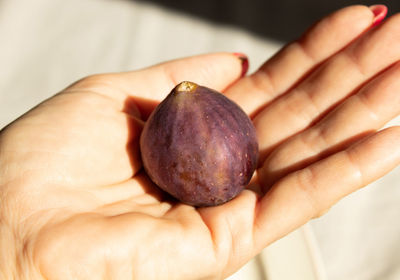 Ripe fig on the palm. flat lay. close up.