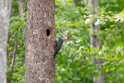 Bird perching on tree trunk