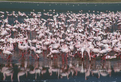 Birds in water