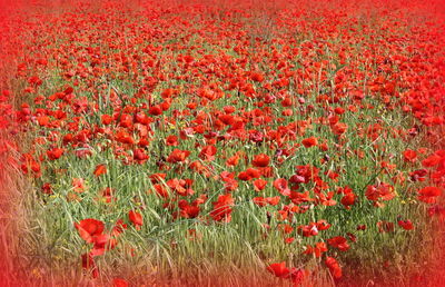 Red poppy flowers in field