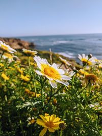 Close-up of yellow flowering plant by sea against sky