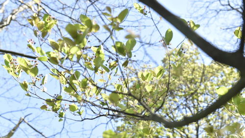 Low angle view of flowering tree against sky