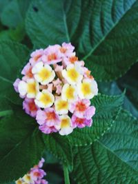 Close-up of flowers and leaves