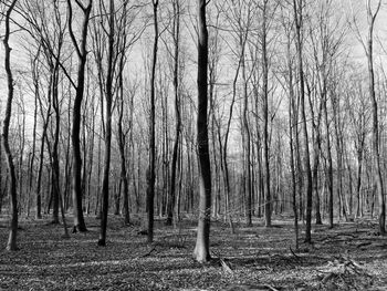 Bare trees in forest