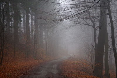 Bare trees in forest during autumn