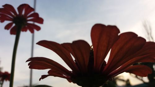 Close-up of red flower