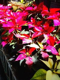 Close-up of pink flowers