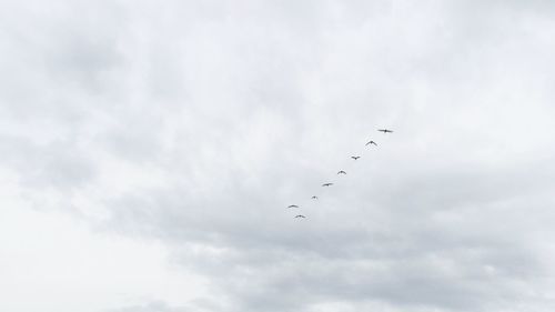 Low angle view of birds flying against sky