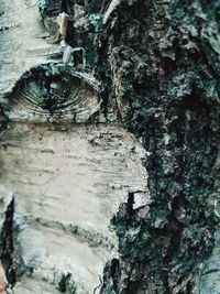 Close-up of tree trunk