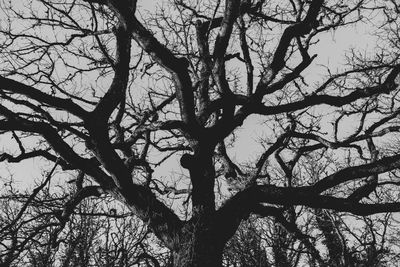 Low angle view of silhouette bare tree against sky