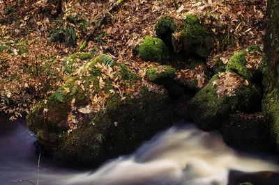 Close-up of moss growing on rock