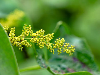 Close-up of flowering plant