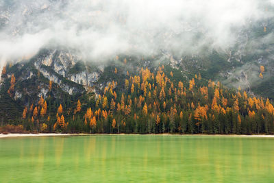 Scenic view of lake by trees in forest