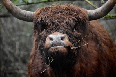 Close-up of american bison