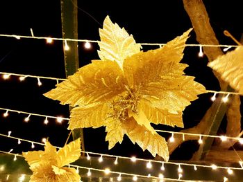 Close-up of yellow flowering plant leaves against black background