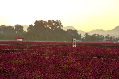 Scenic view of field against sky during sunset