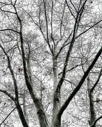 Low angle view of bare trees in forest