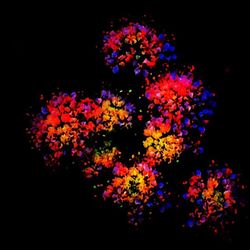 Close-up of pink flowers against black background