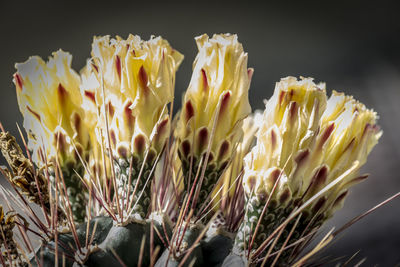 Close-up of flowers blooming outdoors