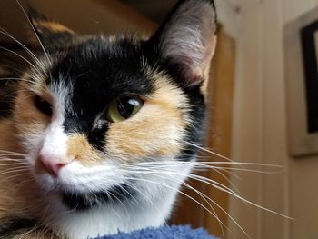 Close-up portrait of cat at home