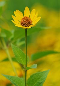 Close-up of yellow flower blooming outdoors