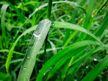 Close-up of water drops on blade of grass