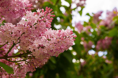 Close-up of pink cherry blossoms in spring