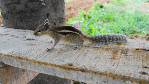 Close-up of squirrel on wood