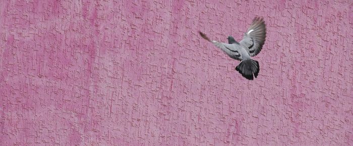 Panoramic shot of pigeon flying against pink wall