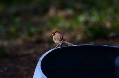 Bird perching on a feeder