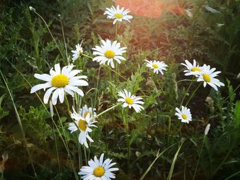 Close-up of white daisy flowers on field