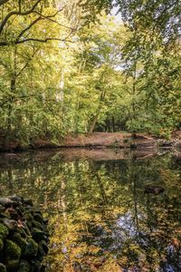 Scenic view of lake in forest