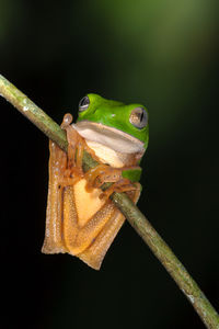 Close-up of frog on plant against black background