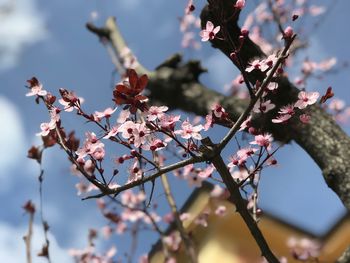 Low angle view of cherry blossoms in spring