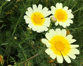 Close-up of daisy flowers