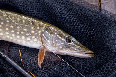 Close-up of fish