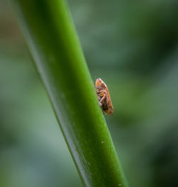 Close-up of insect on plant