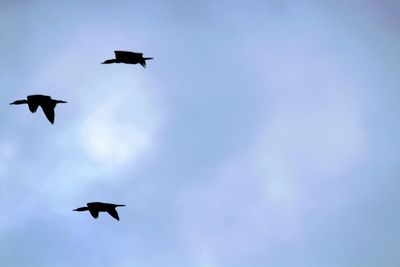 Low angle view of silhouette birds flying in sky