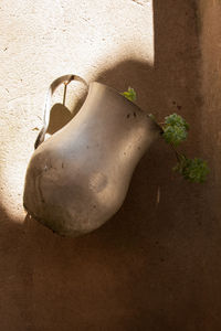Close-up of plant in jug