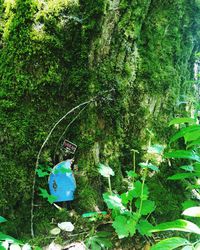 View of lush foliage