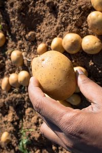 Close-up of hand holding eggs