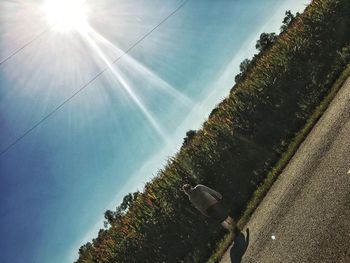 Sun shining through trees