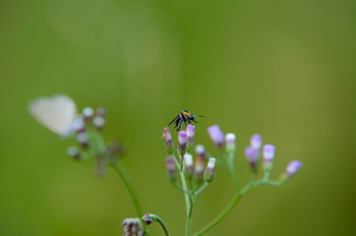 Close-up of insect on flower